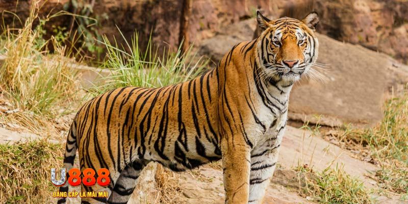 vn888 nổ hũ tài xỉu được bao nhiều tiền